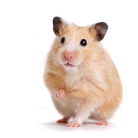 HAMSTER definition and meaning 